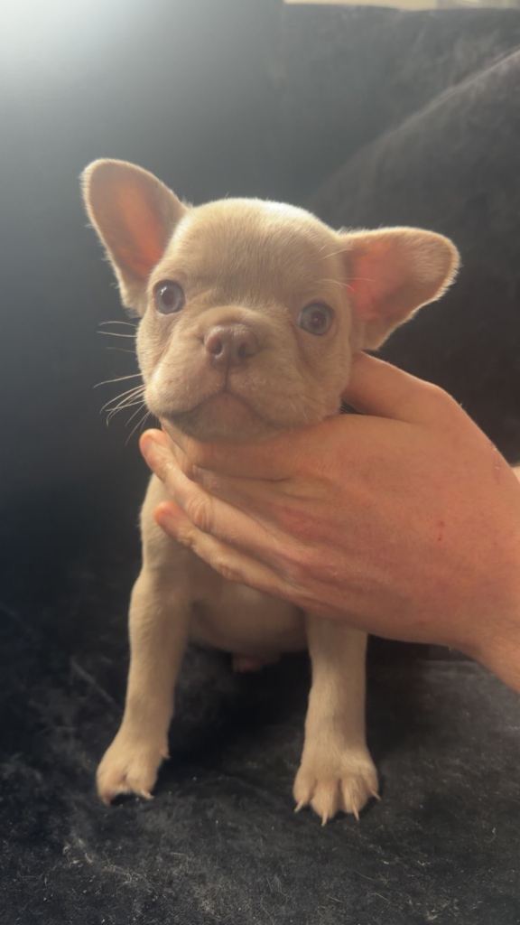 	“Adorable French Bulldog Puppy Looking for a Loving Home”