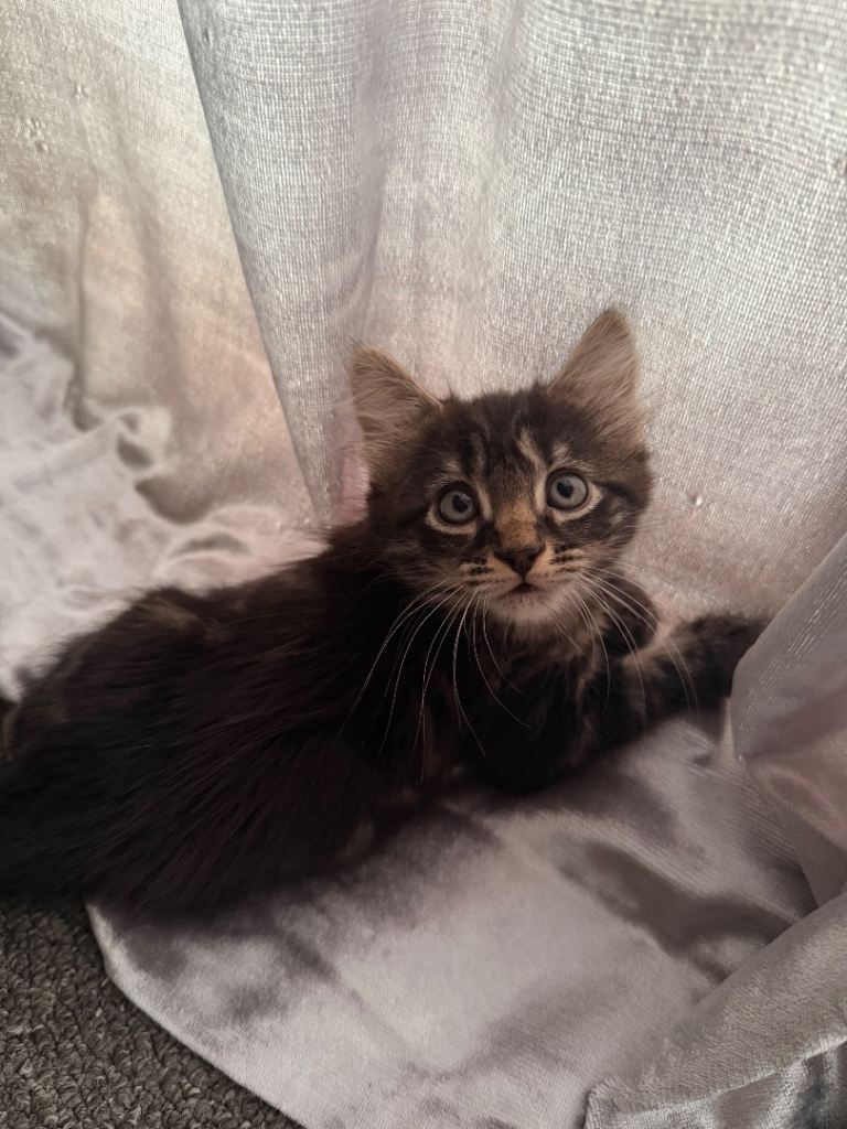 3 Kittens for sale. Ready to leave today 