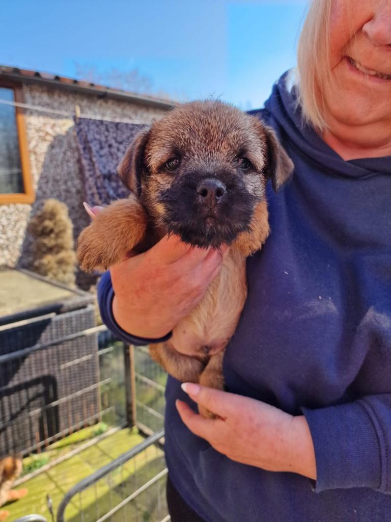 Pedigree border terrier pups for sale
