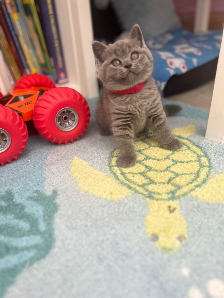 Beautiful Pedigree British Shorthair Kittens 🐾 