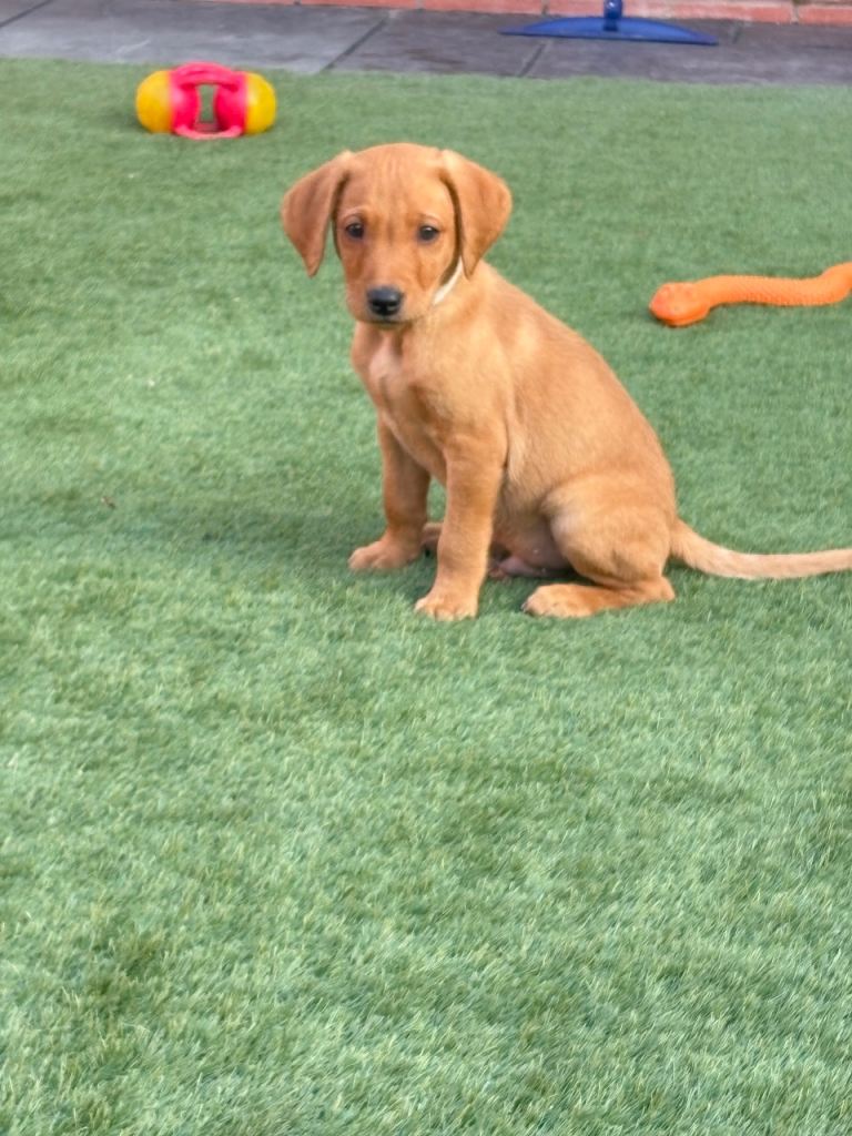 KC registered Fox Red Labrador Puppies* 2 boys left **