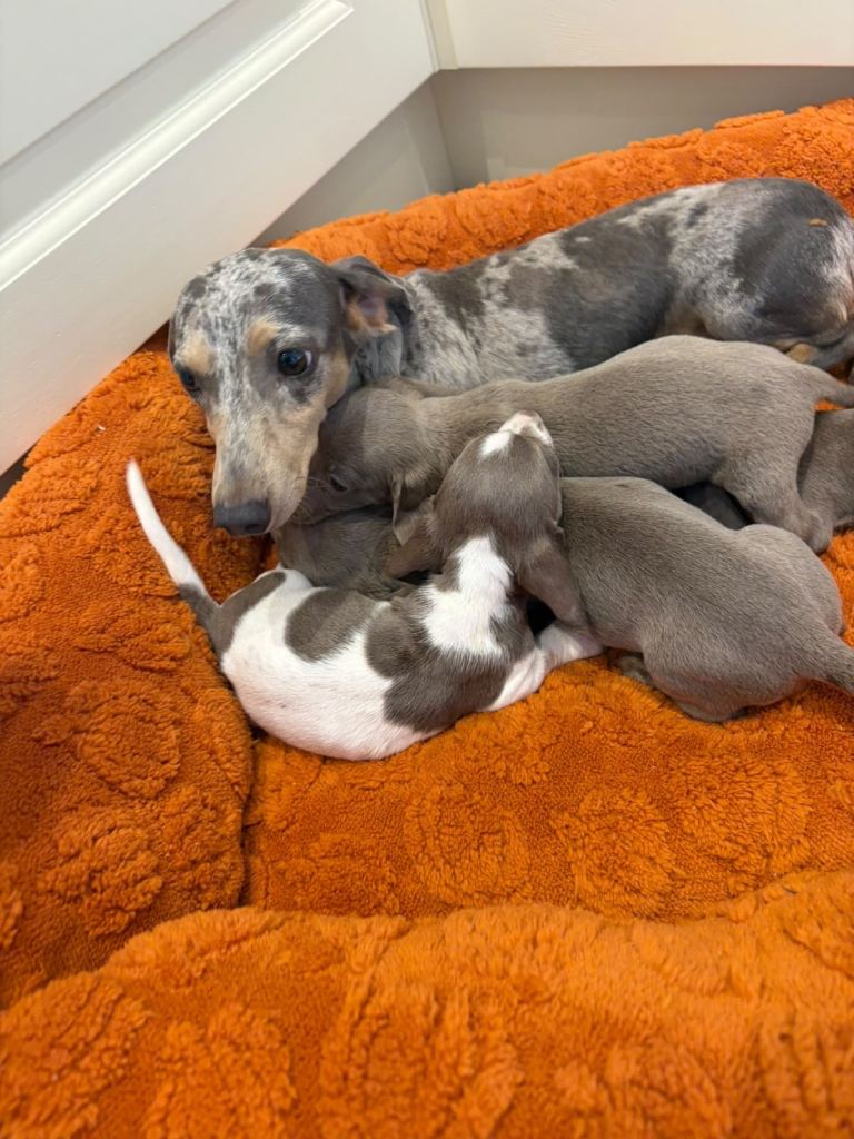 Miniature dachshund