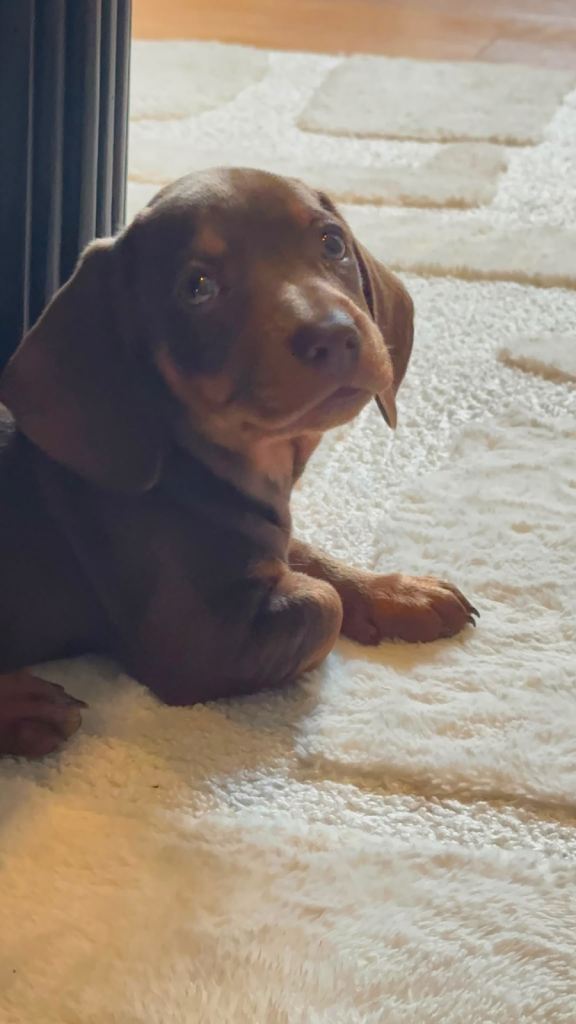 Dachshund Puppy for sale 