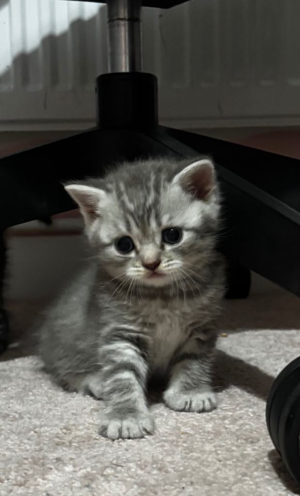  / BSH kittens 8 weeks old 