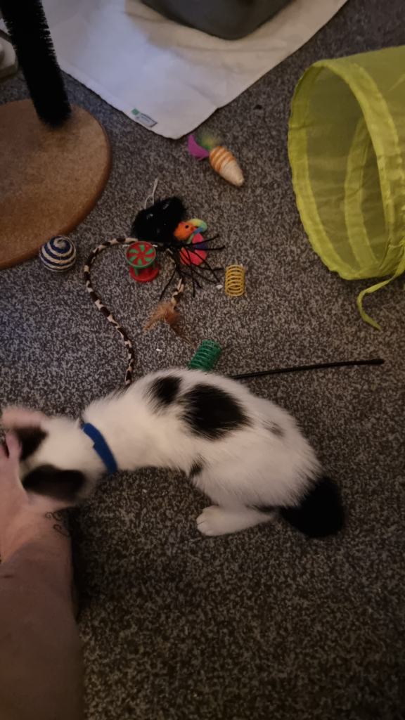 Male 9 weeks old kitten