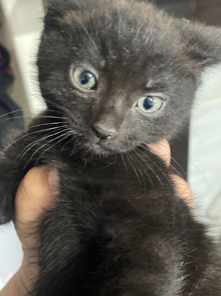 Small kitten