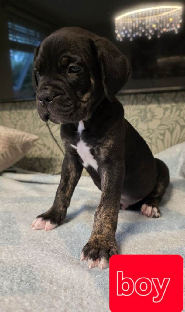 Cane corso cross American bulldog 