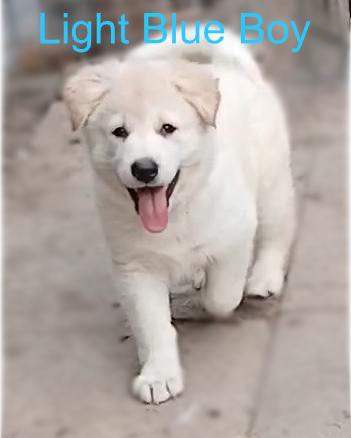 Stunning Chunky German Shepherd Puppies