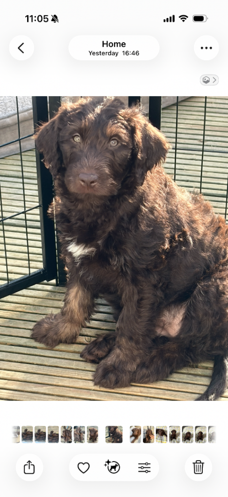 Labradoodle Puppies