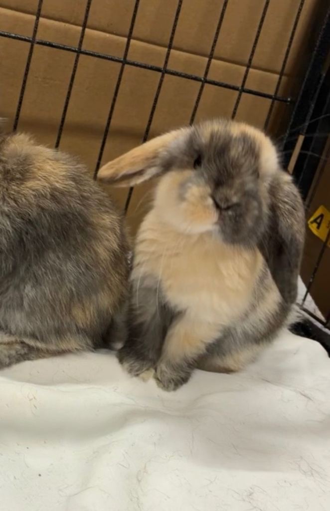 Pure Mini Lop Bunnies