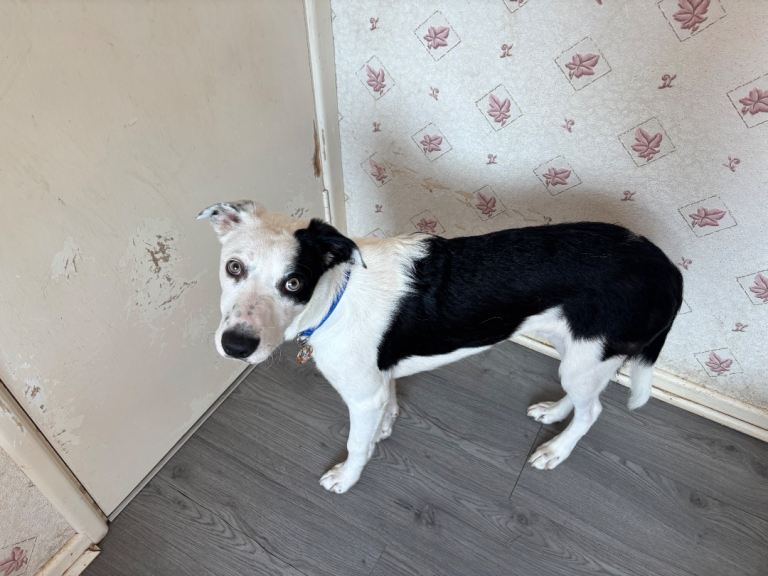 Collie Mix 