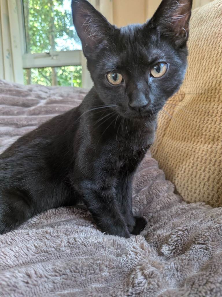 2 female kittens 