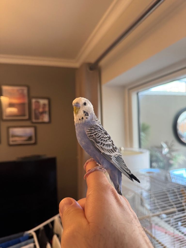 9 months old male Budgie 
