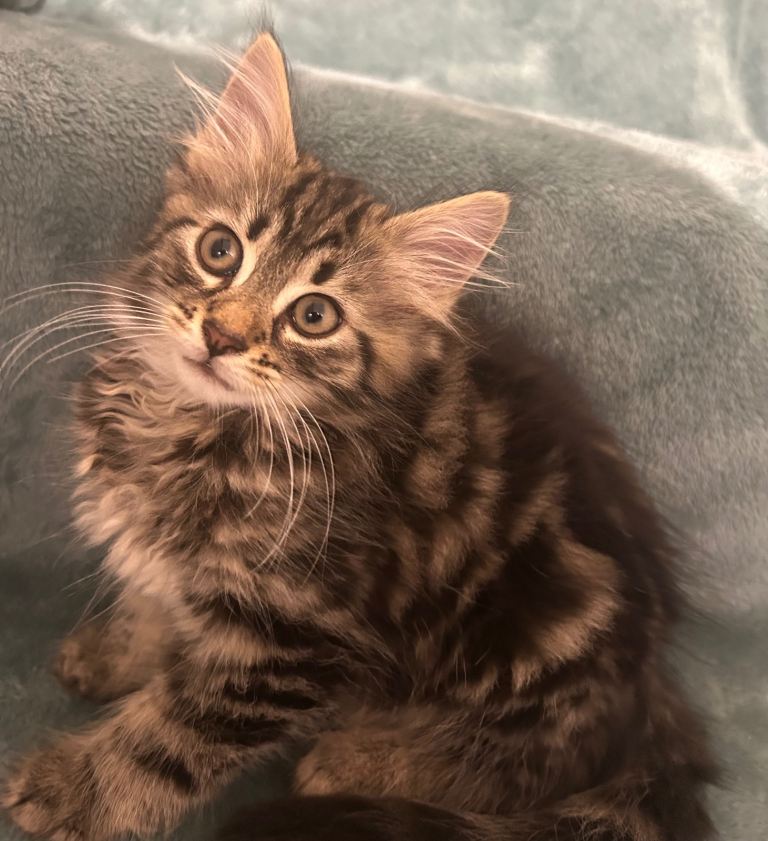 3 stunning fluffy tabby kittens 