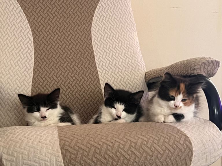 Cute and fluffy kittens looking for their forever homes