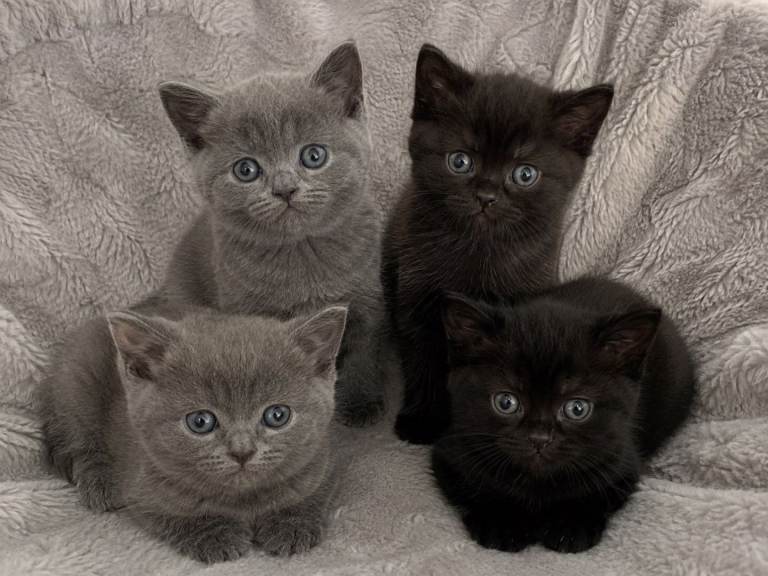 Kittens