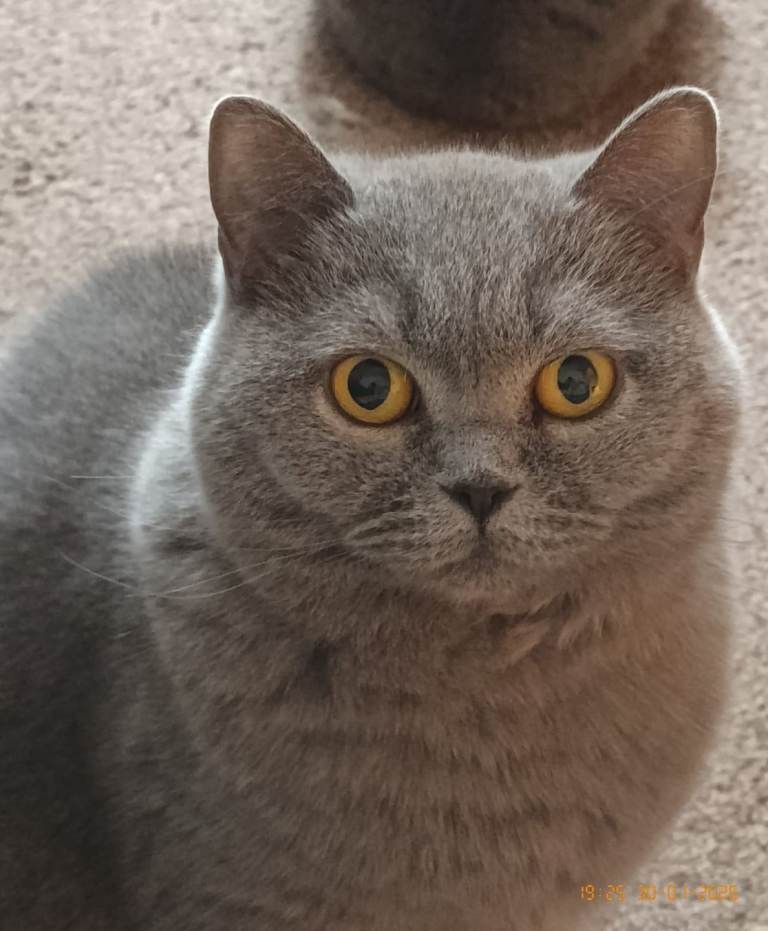 AVAILABLE Lilac British Shorthair Female