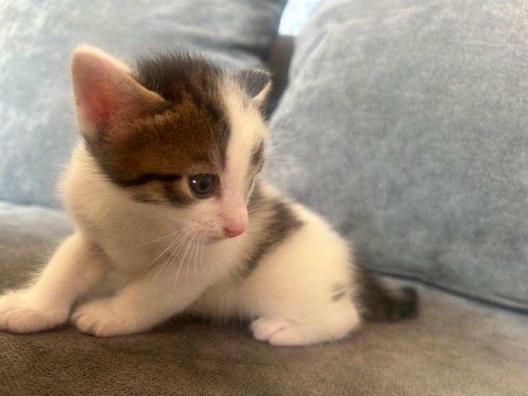 1 gorgeous male kittens available 