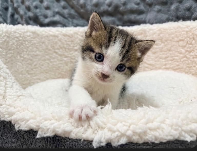 Adorable Female Tabby Kitten For Sale