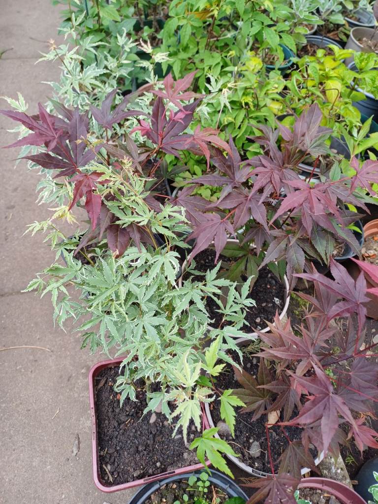 Young Acer trees - Atropurpureum, Orange Dream and Butterfly varieties