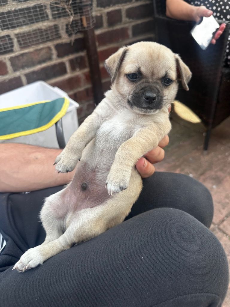 Kc registered pups