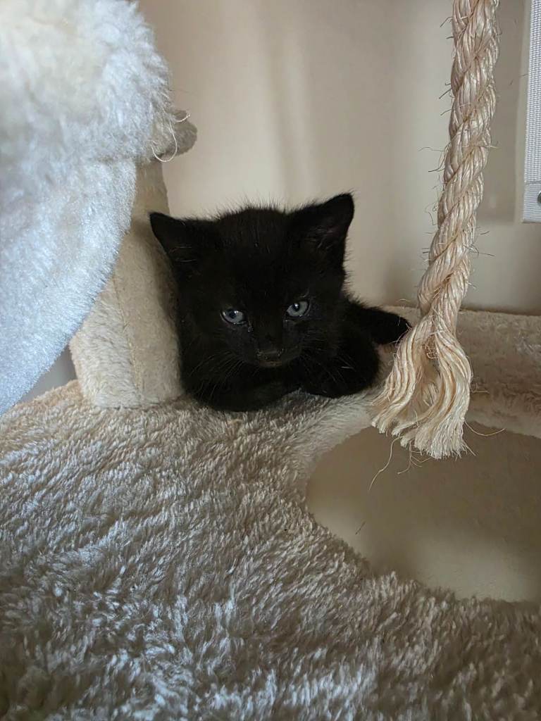 4 black boy kittens for sale! 
