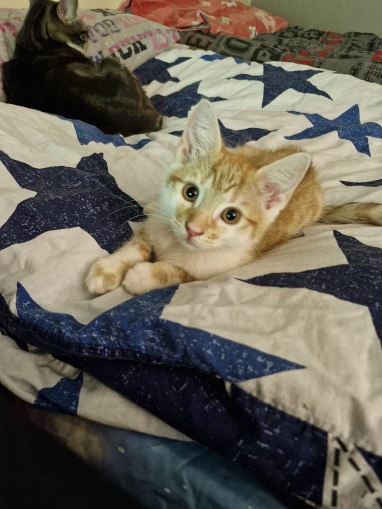 Ginger & white female kitten