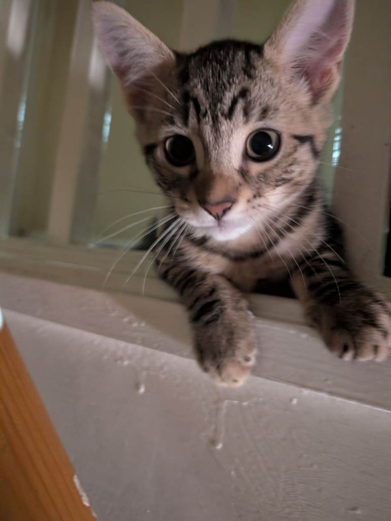 Kitten ready to go 