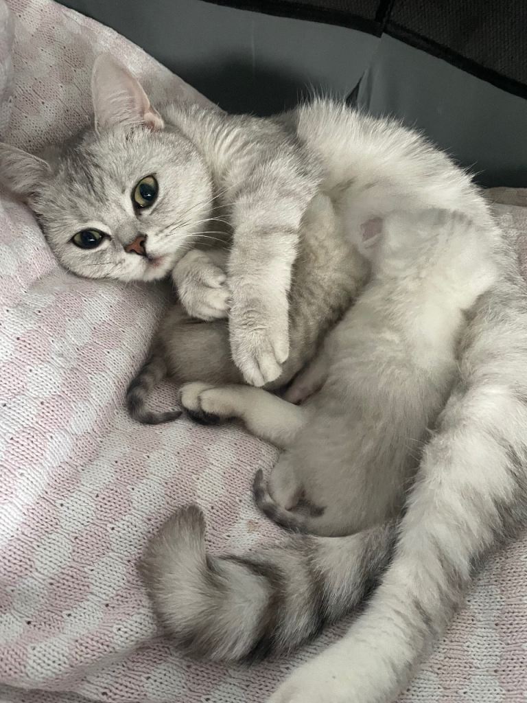British Shorthair Silver Tipped Kittens