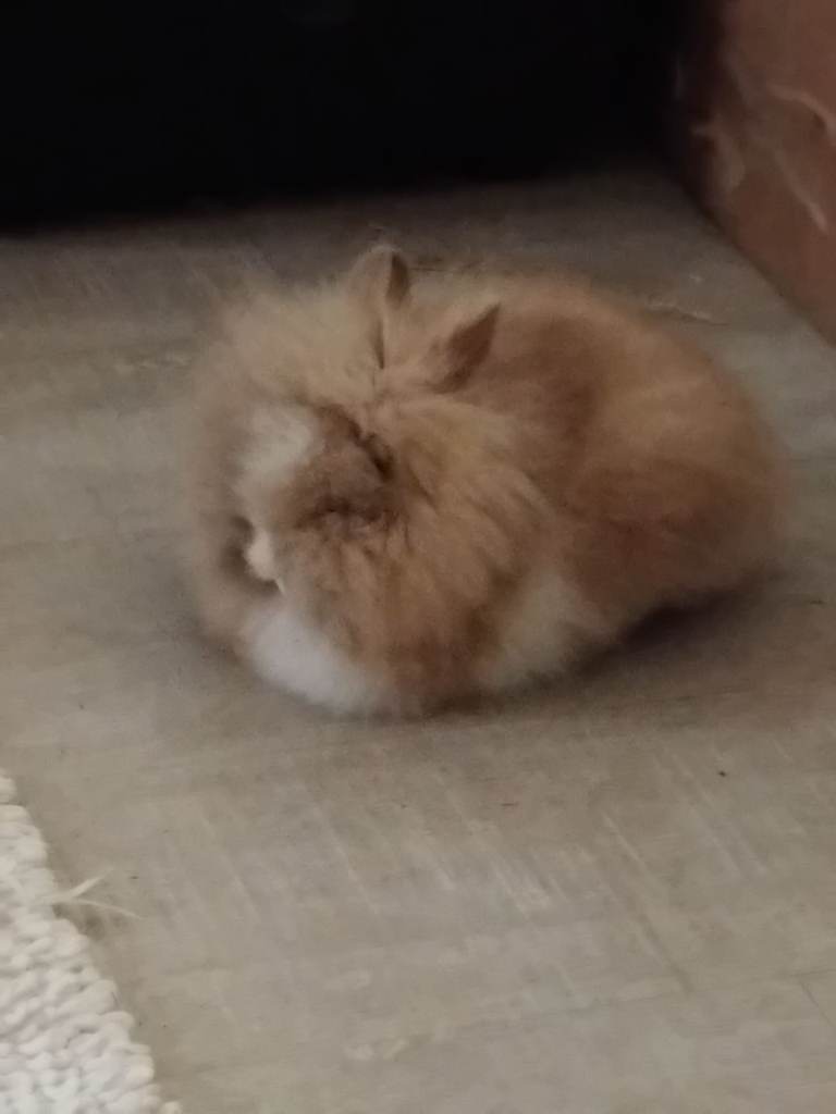 Double lion head rabbit 18 months old