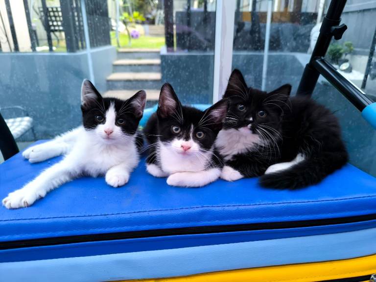 Long hair and short hair kittens  ready now 