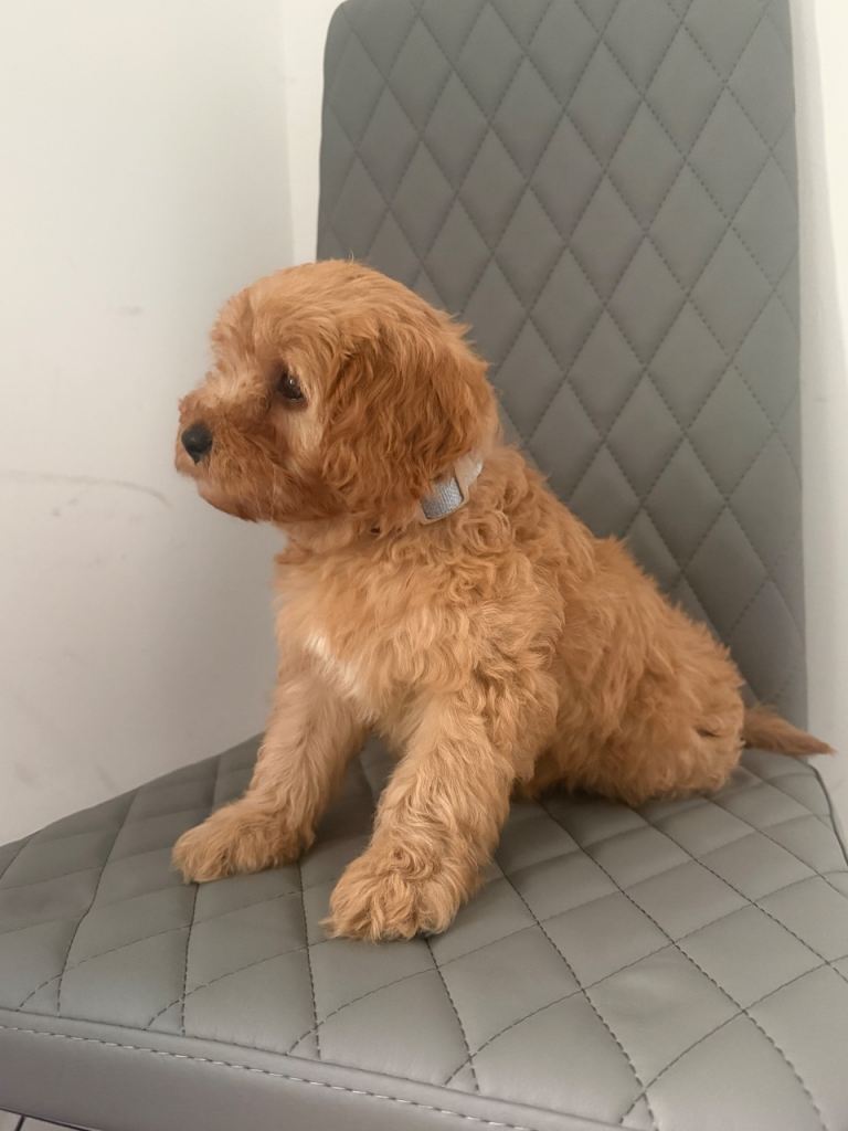 1 male Cavapoo puppy for sale 