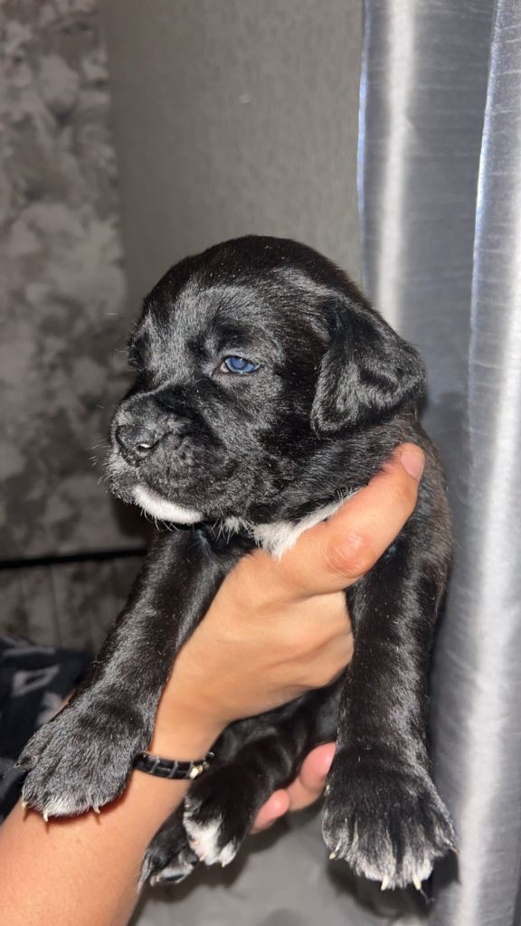 RARE BREED BOXADOR PUPPIES