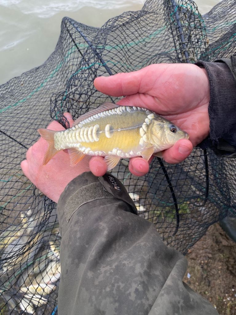 Small Carp - common and mirror