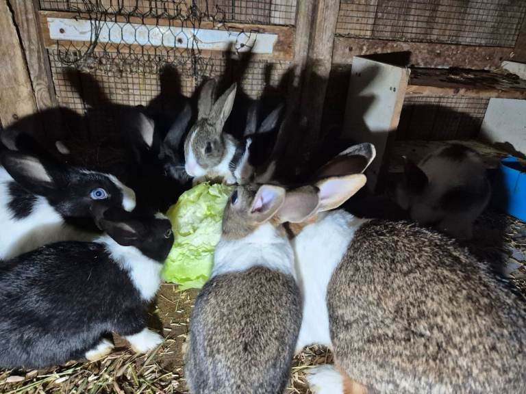 Rabbits for Sale 