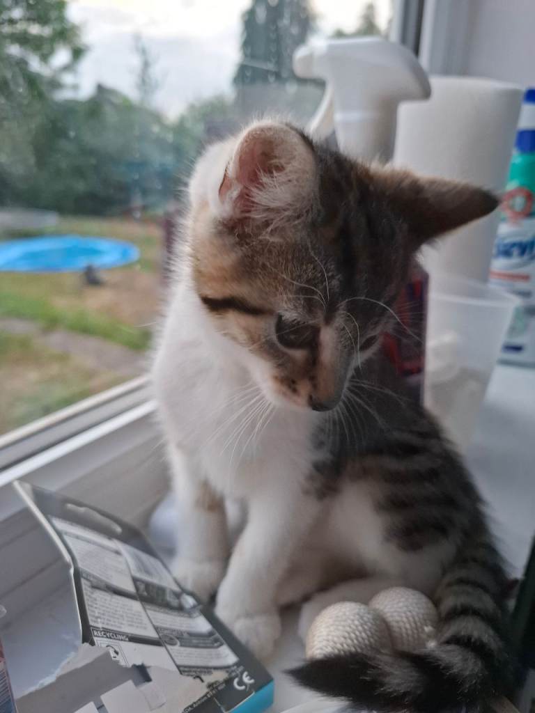 Kittens 🥰