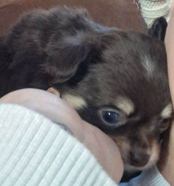 Pedigree long haired boy chihuahua! NEW HOME CANT HAVE HIM