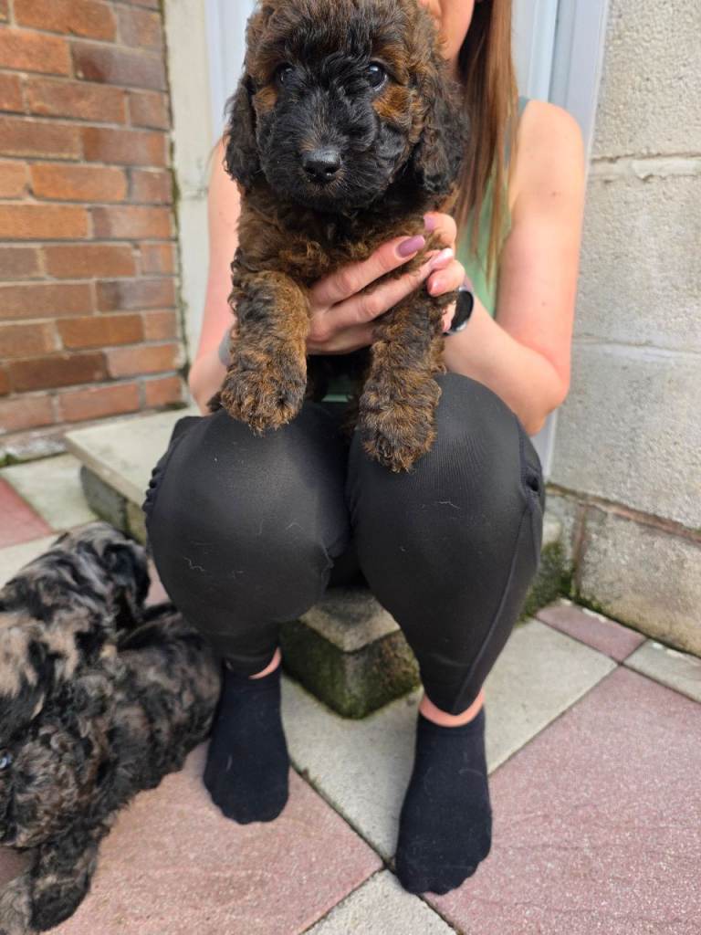 Sable Girl F1b Cockapoo Puppie