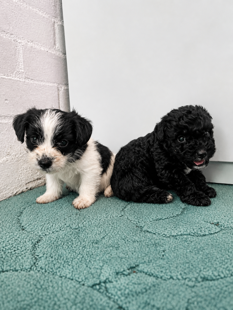 Jackapoo Puppies