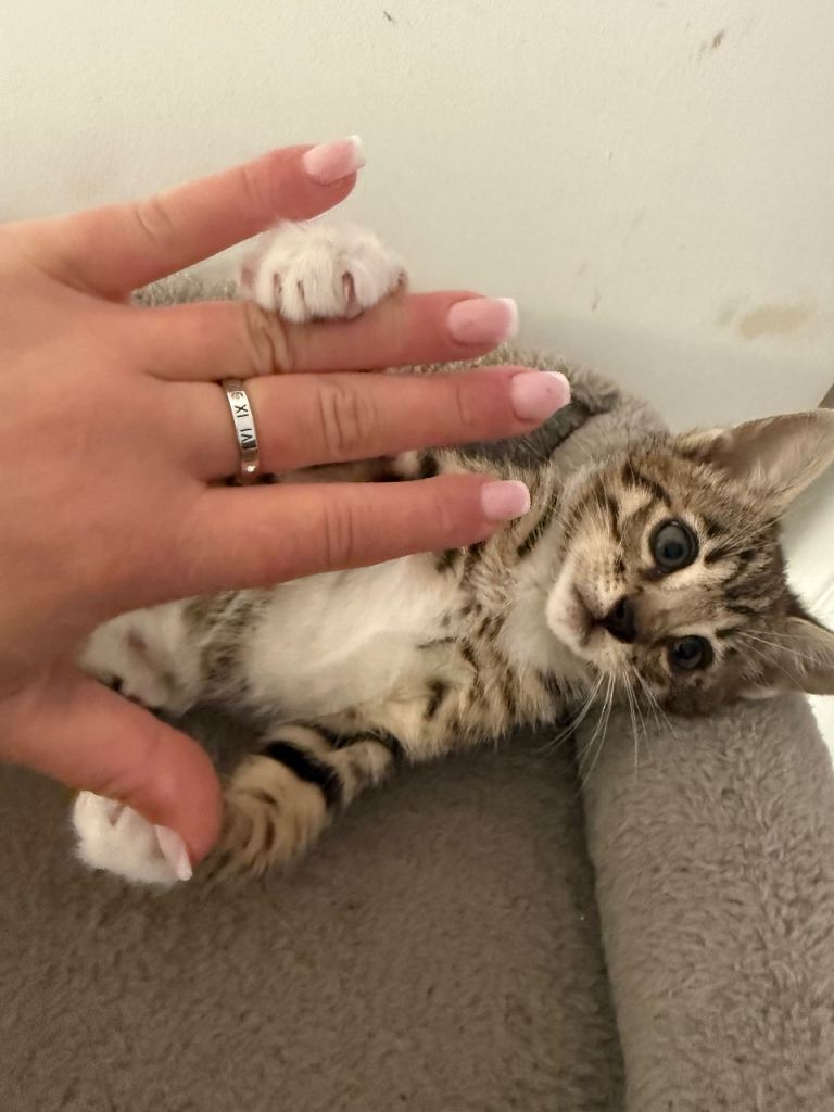 Half bengal female Kittens Looking for Loving Homes 🐾