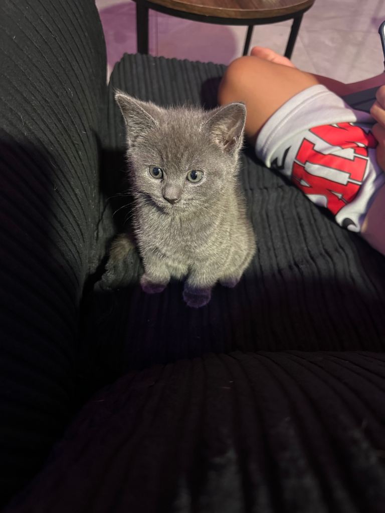 Blue kittens 