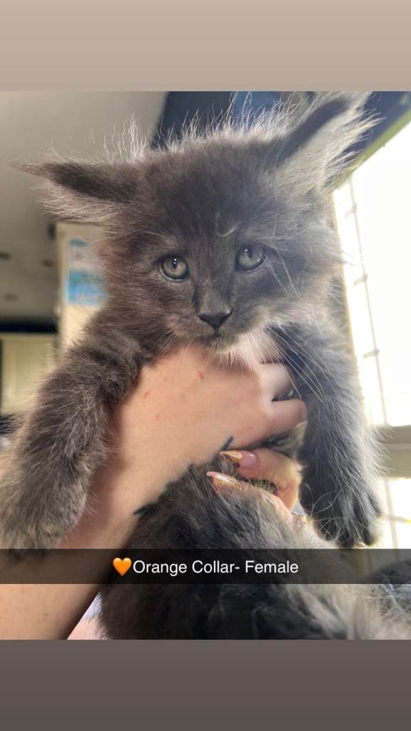 Blue smoke maine coon kittens 