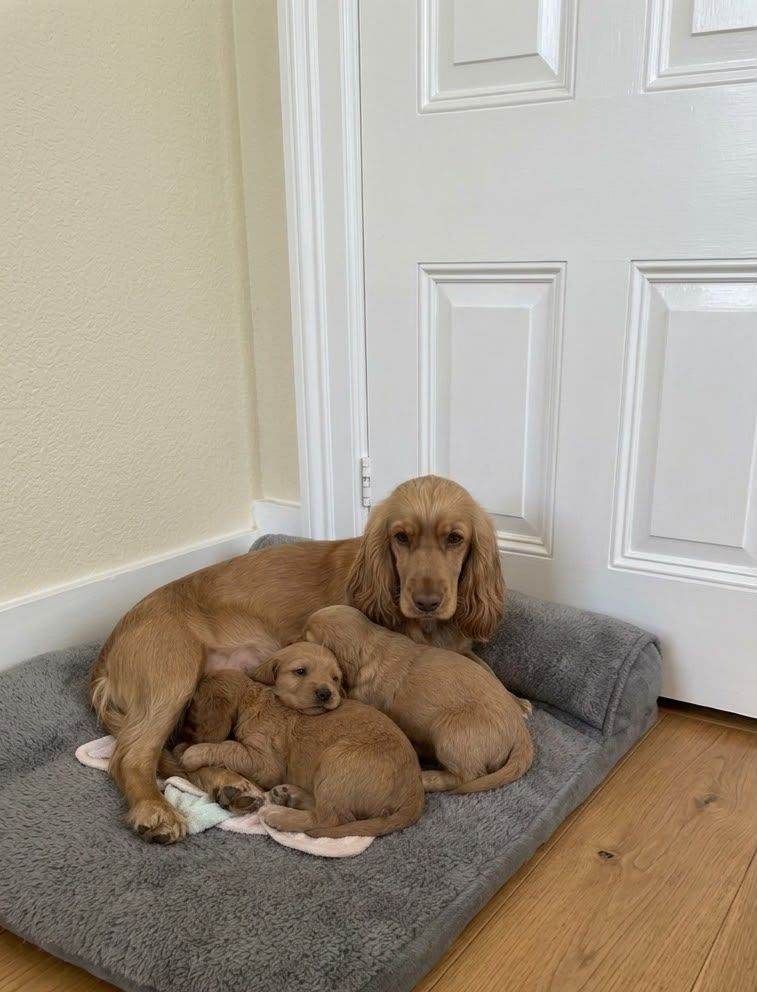 Show type cocker spaniels