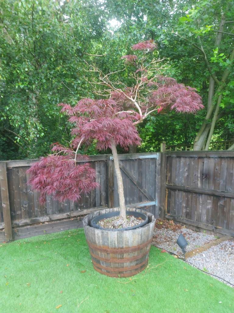 Beautiful Established Japanese Acer in Half Oak Barrel – Stunning Colour – £275 (ONO)