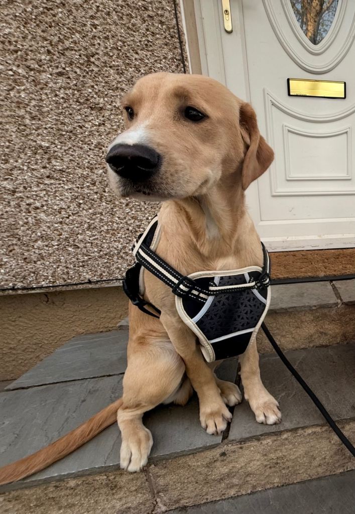 Springador Puppy
