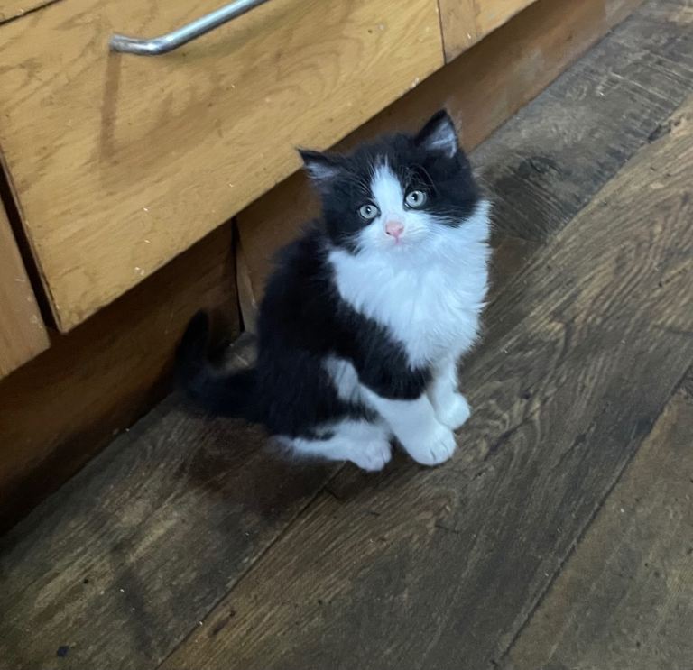 Kittens 