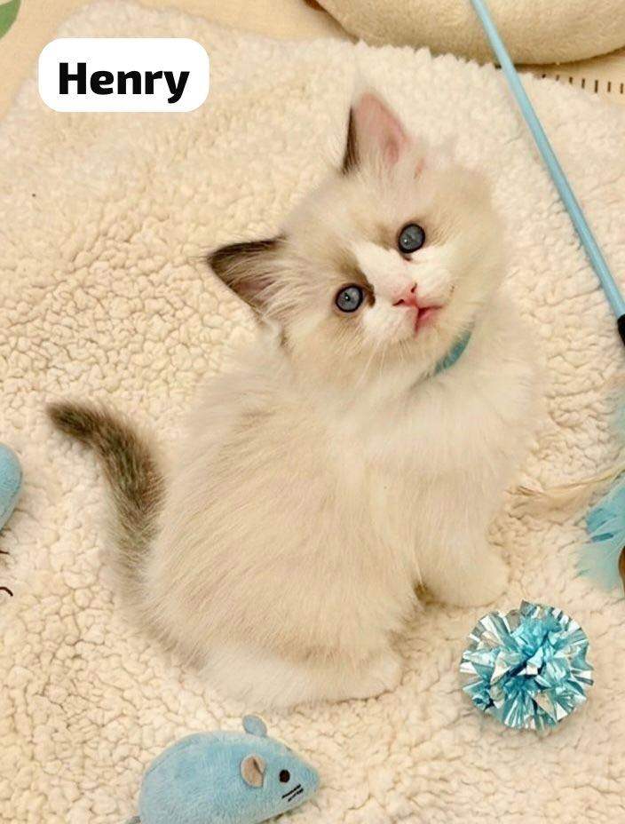Gorgeous Ragdoll Kittens for sale 