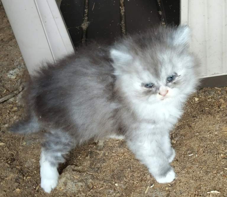 Persian x BSH kitten