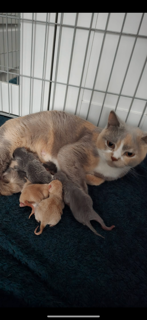 British shorthair babies