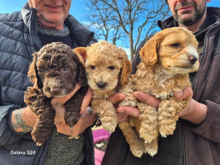 Gorgepus Cockapoo puppies 